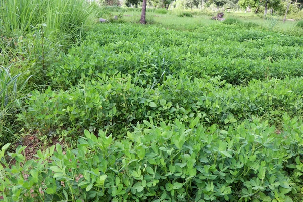 Arachis Hypogaea Développent Plantation Sans Produits Chimiques — Photo