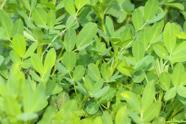 Arachis Hypogaea Estão Crescendo Plantando Sem Produtos Químicos — Fotografia de Stock