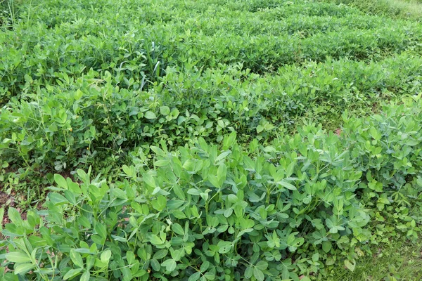 Arachis Hypogaea Growing Planting Chemicals — Stock Photo, Image