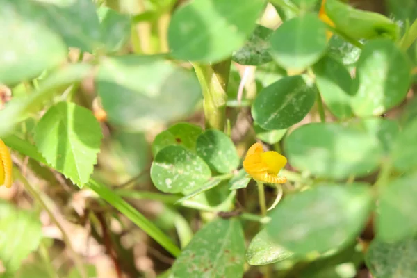Arachis hypogaea are growing and Planting without chemicals