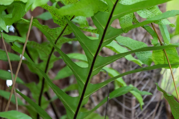 Drynaria Quercifolia Μεγαλώνει Και Πράσινο Φύλλο — Φωτογραφία Αρχείου