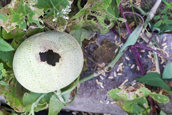 cantaloupes rotten fruit because a rat bite hole