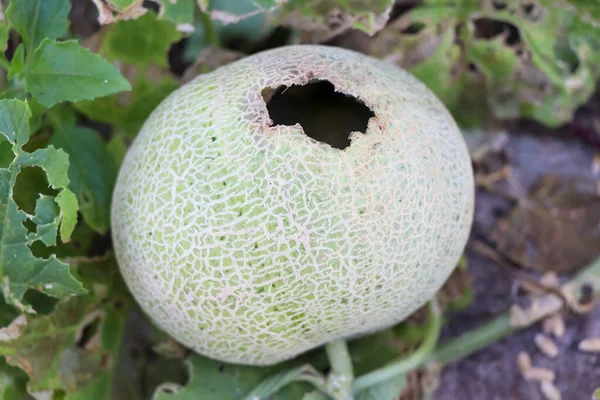 Cantaloupes Faule Früchte Weil Eine Ratte Beißt Loch — Stockfoto