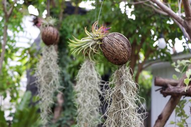 İspanyol yosunu çiçek açıyor.