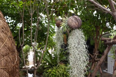 İspanyol yosunu çiçek açıyor.