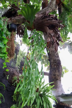 Platycerium bifurcatum büyüyor ve su damlası