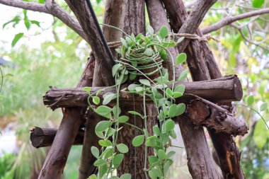 Bahçede Beyaz Elmas