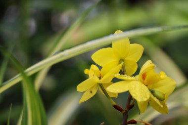 Ağaçta çiçek açan orkideler