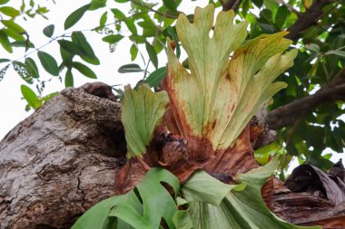 Platycerium bifurcatum büyüyor ve su damlası