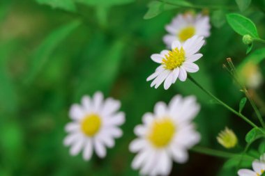 Beyaz papatya çiçeği açıyor.