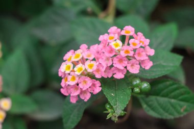 Lantana Camara çiçeği açıyor.