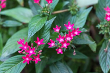 Pentas Lanceolata Bahçede çiçek açıyor 