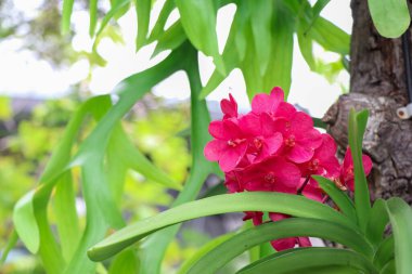 Ağaçta çiçek açan orkideler