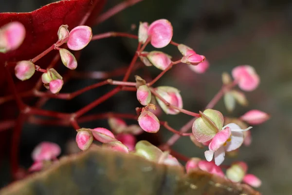 Begonia Flower Estão Florescendo Jardim — Fotografia de Stock