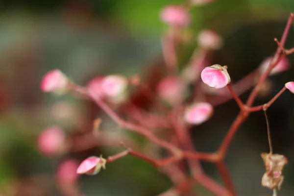 Begonia Flower Estão Florescendo Jardim — Fotografia de Stock
