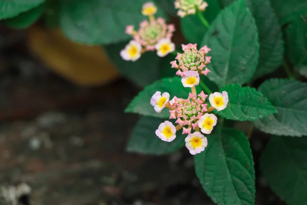 Lantana Camara Blume Blüht — Stockfoto