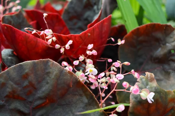 Begonia Flower Blooming Garden — Stock Photo, Image