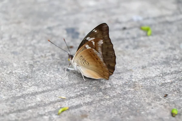 Kelebekler Çimento Zeminine Takılıyor — Stok fotoğraf