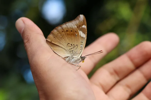 Cute Gospodarstwa Motyl Rękę — Zdjęcie stockowe