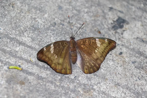 Mariposas Atrapadas Suelo Cemento — Foto de Stock