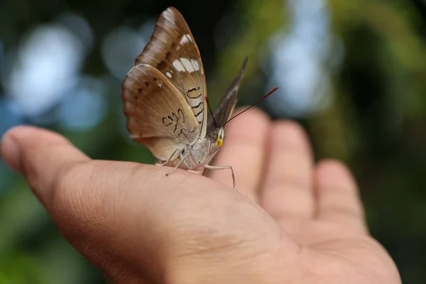 Cute Gospodarstwa Motyl Rękę — Zdjęcie stockowe