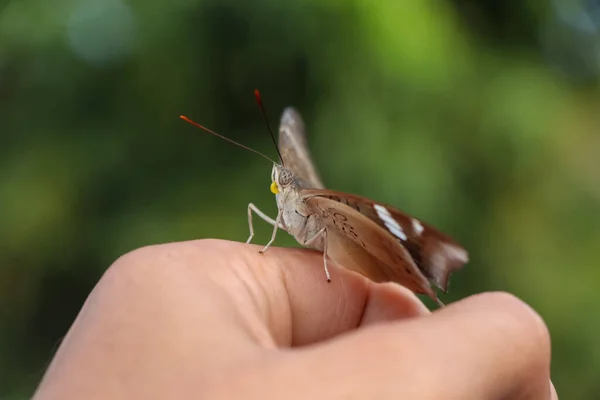 Cute Butterfly Holding Hand — Stock Photo, Image