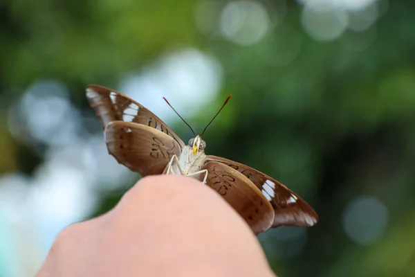 Cute Gospodarstwa Motyl Rękę — Zdjęcie stockowe