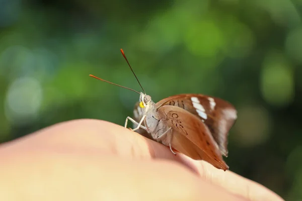 Elinde Tuttuğun Sevimli Kelebek — Stok fotoğraf