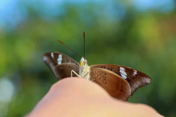 Cute Gospodarstwa Motyl Rękę — Zdjęcie stockowe