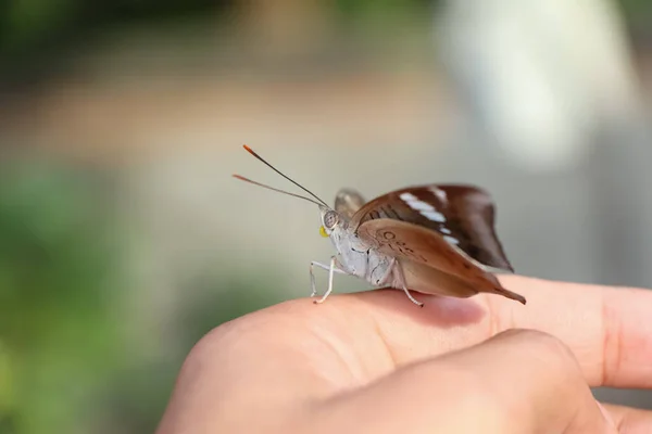 Niedlicher Schmetterling Hält Sich Der Hand — Stockfoto