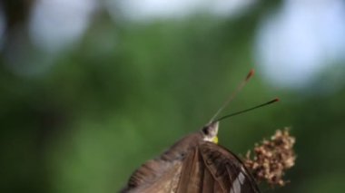 Kelebekler dallara takılır.