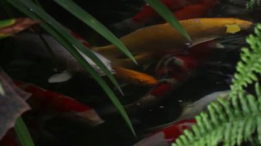 Güzel balıklar yüzüyor ve sis içinde.