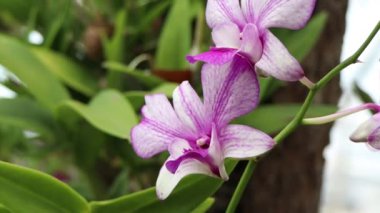 Ağaçta çiçek açan orkideler