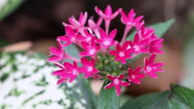 Pentas Lanceolata Bahçede çiçek açıyor 