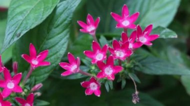 Pentas Lanceolata Bahçede çiçek açıyor 
