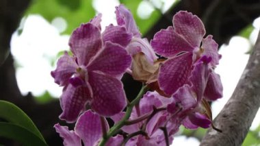 Ağaçta çiçek açan orkideler