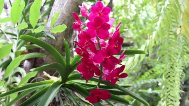 Ağaçta çiçek açan orkideler