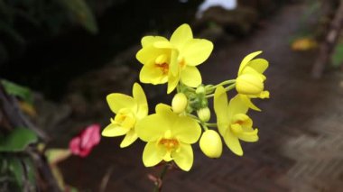 Ağaçta çiçek açan orkideler