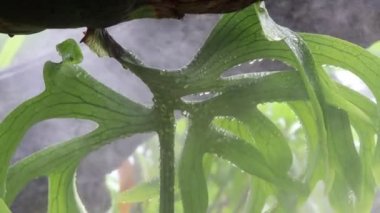 Platycerium bifurcatum büyüyor ve su damlası