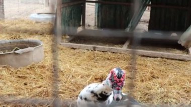 Drake çiftlikteydi ve yüzü kıpkırmızıydı.