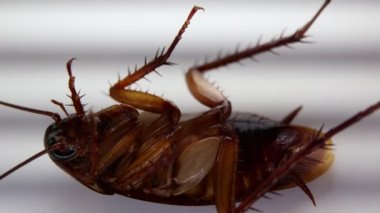 Blattodea öldü ama hareket edebiliyor.