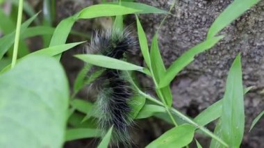 Ağacın üzerinde Eupterote tertacea