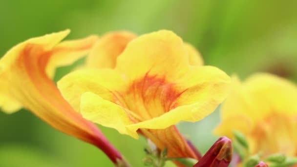 Orange Trumpet Blomma Blommar Trädgården Och Flytta — Stockvideo