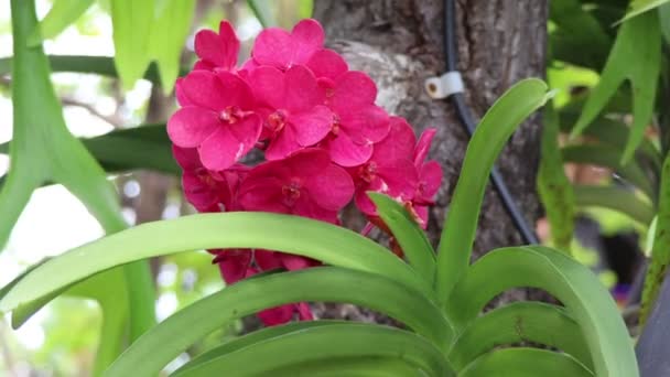 Orkidéer Blommar Trädet — Stockvideo