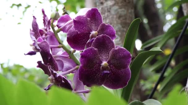 Orkidéer Blommar Trädet — Stockvideo