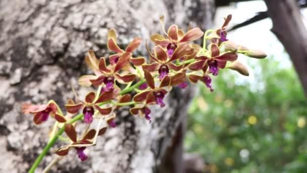 Orchidées Fleurissant Sur Arbre — Video