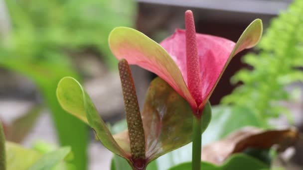 Flor Anthurium Está Floreciendo Jardín — Vídeo de stock