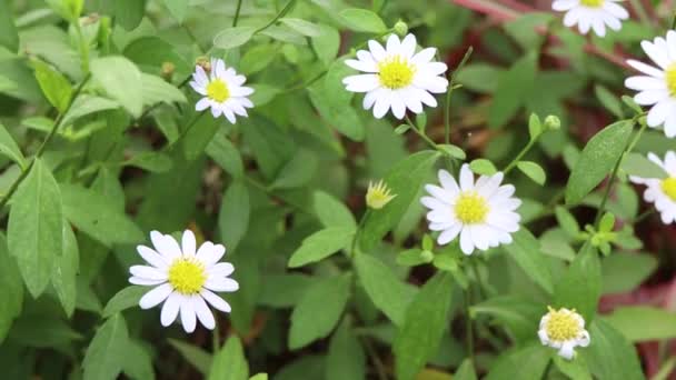 Witte Daisy Bloem Bloeien — Stockvideo