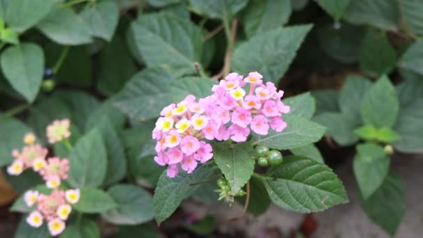 Lantana Camara Bloem Bloeien — Stockvideo