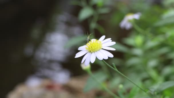 Fehér Daisy Virág Virágzik — Stock videók